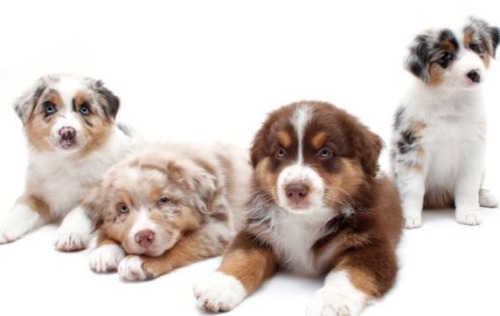 wwhatevur:  Find me one of these and ill owe you with my life