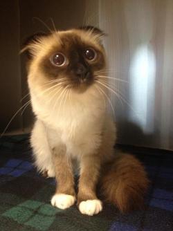 awwww-cute:  Puss and Boots Eyes