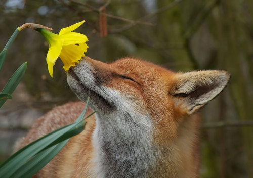 thelittleredfox:  Foxes with Flower Crowns Request