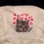 cat-queco