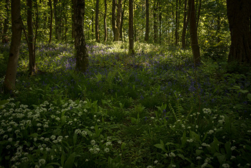 Spring Wood by Jane Ball