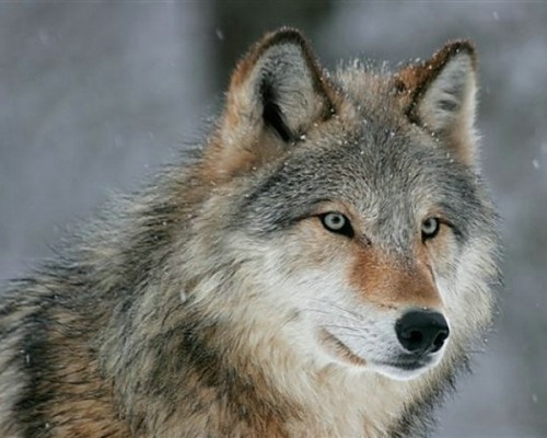 Gray Wolf by Gary Jacobson