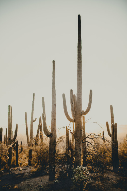 julianajohnsonphoto: Saguaro National Park Western District Tuscon, Arizona December 2017 instagram: