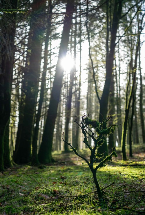 Natural Bonsai Little beech sapling eaten to a bonsai by deer