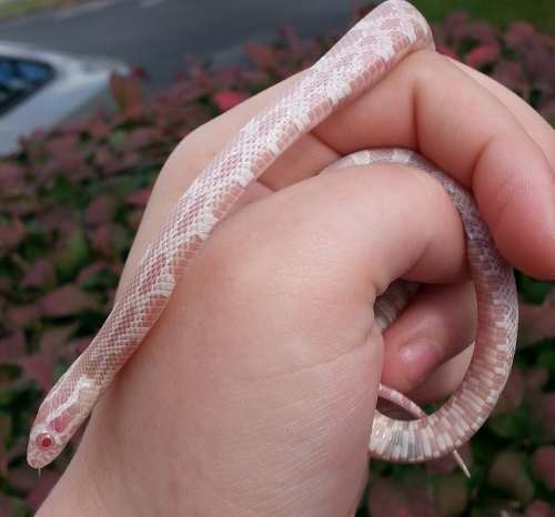 snoots-and-boops:  One of the new pick ups from the show! A little 2015 snow girl who is very pink and needs a name! 