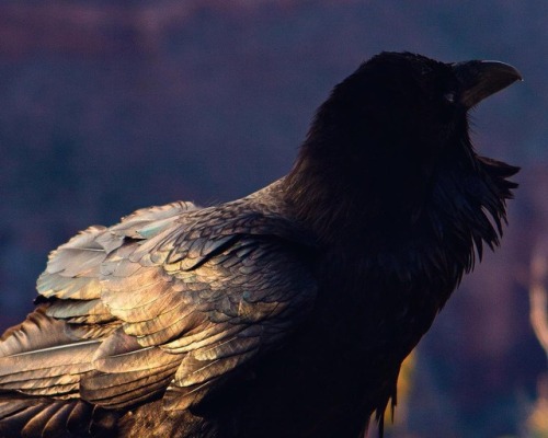 laurajschwan: Isn’t this ravens plumage gorgeous?