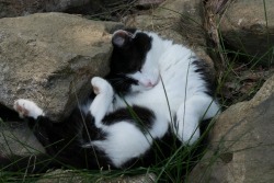 boschintegral: woodsong: cat nap @mostlycatsmostly 