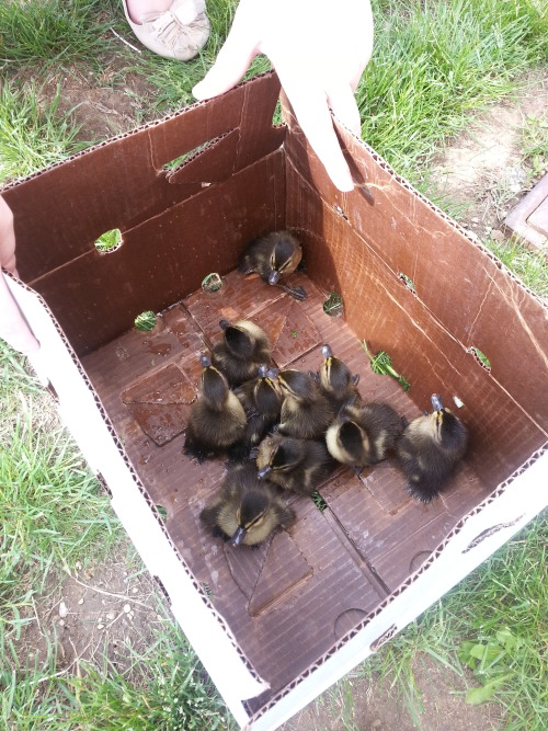 sweet-bitsy:  breanieswordvomit:  caffeinated-zombie:  So, in the middle of everything today, we ran across a hellaciously distressed momma mallard and a bunch of her baby ducks that had fallen down a sewer grate. Another guy was already trying to fish