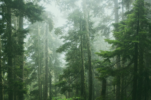 tulipnight: In the Myst of a Temperate Rainforest by Tedrick Mealy