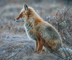 just-tending-my-unicorns:    Fox by Ivan Kislov  