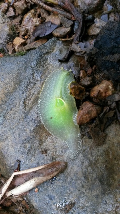 onenicebugperday:Puerto Rican semi-slug, Gaeotis flavolineata, Amphibulimidae Semi-slugs are land ga