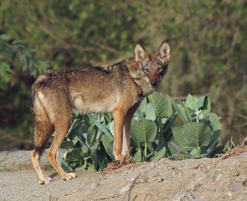 Gray wolf subspecies