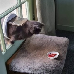 catasters: