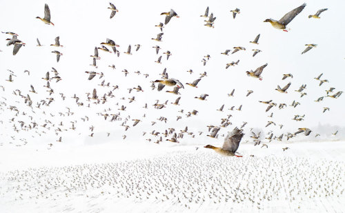  Pink-Footed Geese Meeting the Winter. Overall Winner. Thousands of pink-footed geese roost in centr