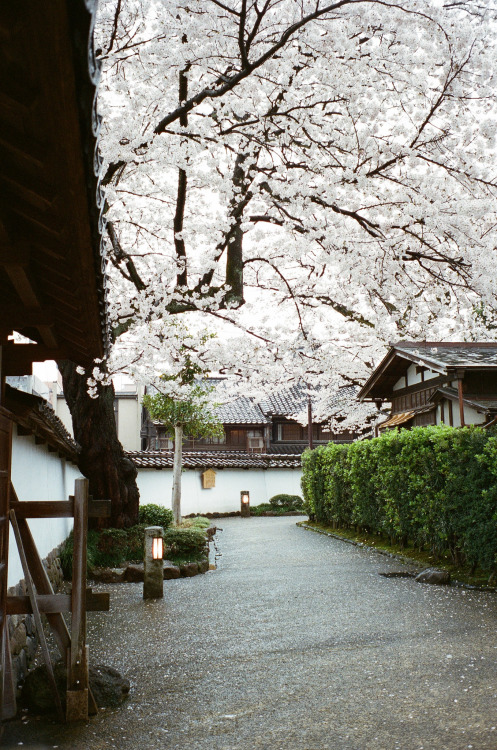 ourbedtimedreams:Kanazawa Castle Park by Kanghsing2000 Via Flickr: Leica M6 SUMMICRON 35/2 IV Kodak 
