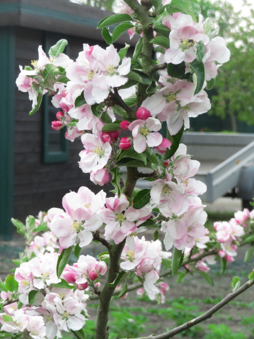 Apfelblüten | Apple blossomsMalus sp.