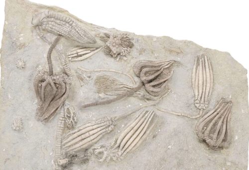 A spectacular, 10.5&quot; plate of twelve detailed fossil crinoids and a gastropod of the specie