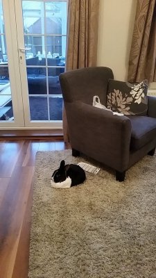 daily-rabbits:  Came home to find someone dropped a puddle of fat bun on my floor