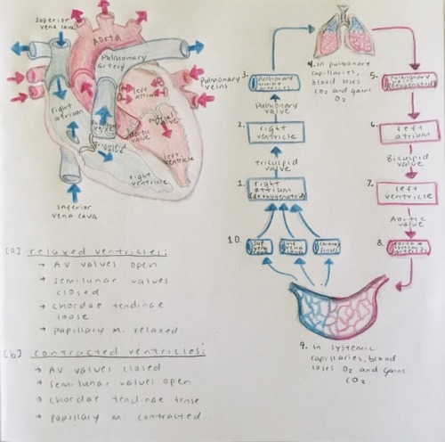 July 19, 2017Tackling the cardiovascular system, blood vessels & circulation, and the lymphati