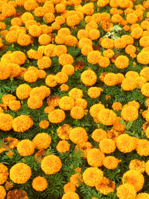 vwcampervan-aldridge:Orange Pom Pom Marigolds, Holy Trinity church gardens, Sutton Coldfield, Englan