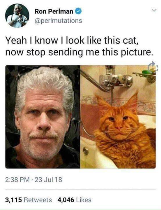 Ron Perlman’a benzeyen kedi.