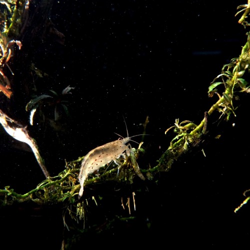 blackwaterbubbles:Amano shrimp