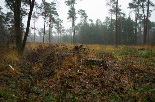 Forest by Kees Verburg on Flickr.