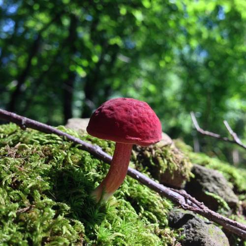 Exploring with mi familia #nofilter #mushroom #shrooms #nature #hiking #explore #PA #NEPA #forest