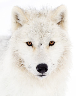 llbwwb:   (via 500px / White Wolf by Jim