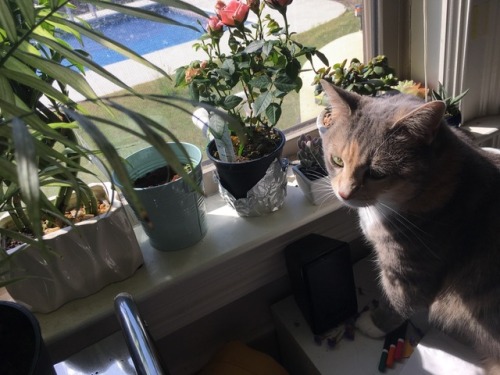 yellowdaasie:I wish people loved each other as much as my cat loves my plants.