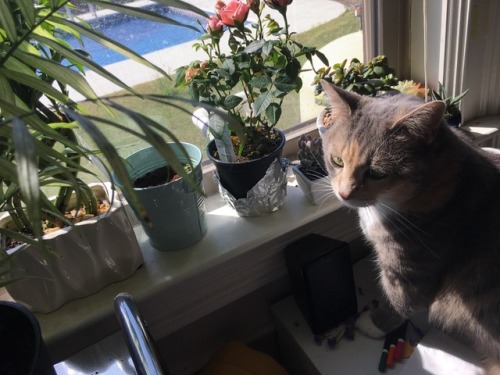 yellowdaasie: I wish people loved each other as much as my cat loves my plants.