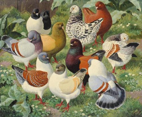 kehena2014:Charles Frederick Tunnicliffe (1901-1979) - The fashion parade (Modena pigeons), oil on c