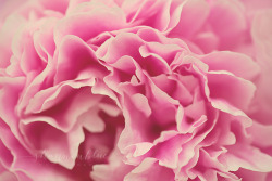 floralls:  pink peony  (by shannonblue)