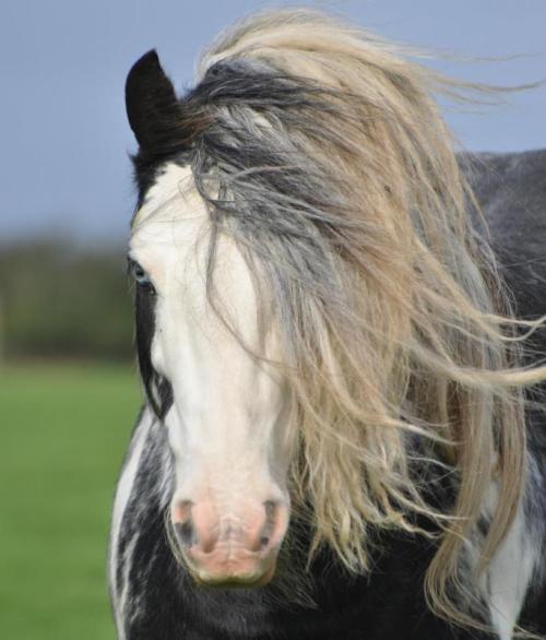 Blue roan quarter horse stallion