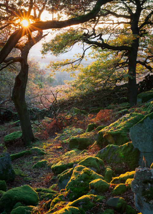 voiceofnature:Ancient woodland, Peak Districtby James Mills