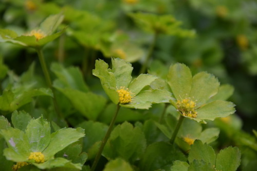 alittleperplexed: Hacquetia epipactis 