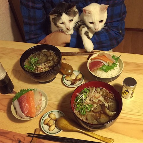 mustardtigress:The amazing dishes and cats of naomiuno.