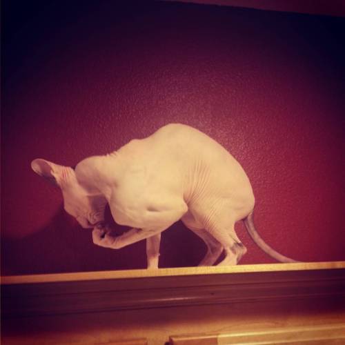 Jake can flex with the best of them! #sphynx #sphynxloveus #ilovesphynx #sphynxlair #cat #gato #inst