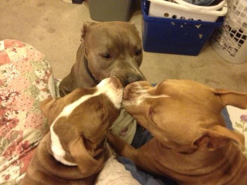 askinnyblackman:   nosdrinker:  very secret dog meeting  “we must overthrow the bunnies and the ladybugs” 