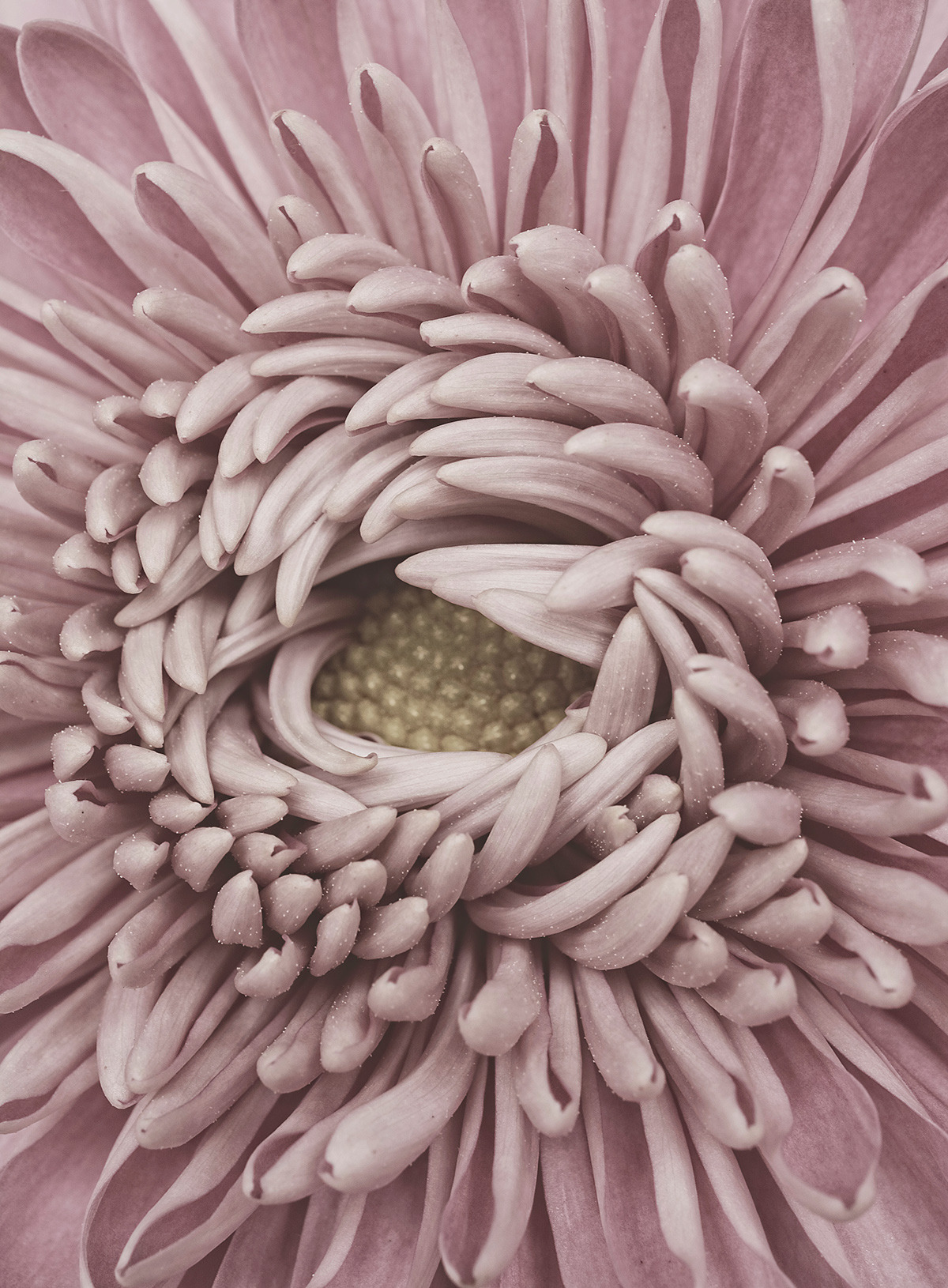 floralls:    Chrysanthemum    by Â Bettina GÃ¼ber    