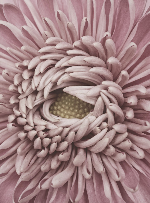 floralls: Chrysanthemum by  Bettina Güber