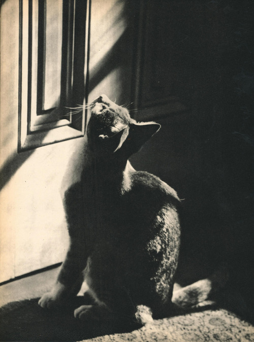 Edward Quigley aka Edward W. Quigley (American, 1898–1977, b. Philadelphia, PA, USA) - Photographs f