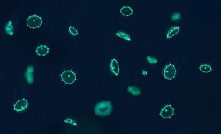 Montereybayaquarium:  Under The Right Light, These Jellies Radiate A Bright Green