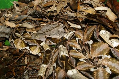 reptilesrevolution:  Gaboon Vipers