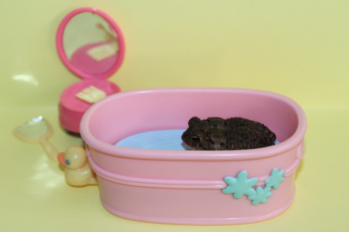 toadschooled:strongerbottles:This little shit is Pudgington.He’s a one legged toad who wants to promote body positivity and racial equality. Pudge is a pro feminist and resides in Florida, home of the gators, sun, and serial killers.Expect more Pudge