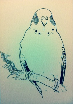 nightram:  I painted a budgie! The lines are done in sepia ink and a brush, the colours are watercolour. 