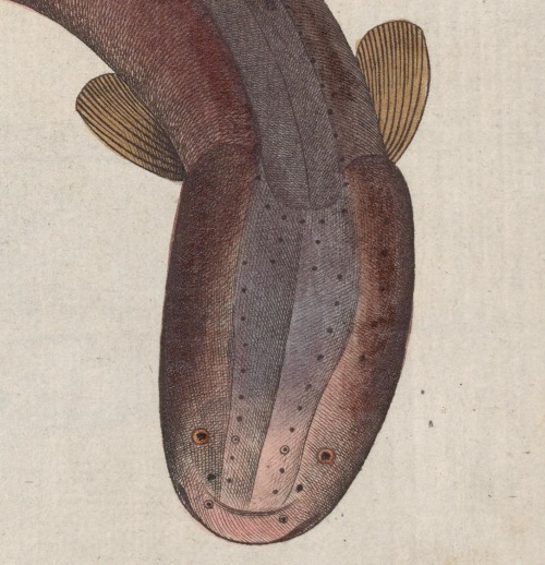 An Electric Eel From D. Marcus Elieser Bloch's, Ausübenden Arztes Zu Berlin ... Oeconomische Naturgeschichte