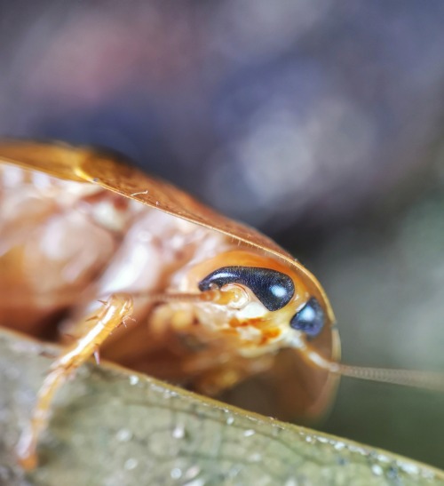 onenicebugperday:Cockroaches and nymphs in the genus Pseudophoraspis Found in Southeast AsiaPho