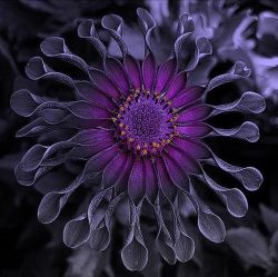 and-her-insatiable-curtiosity:  Because purple.  And flowers.  :)  -c