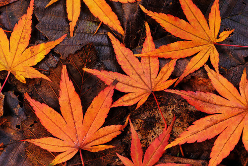 autumnd4y:  Fall Color by mstoy on Flickr.